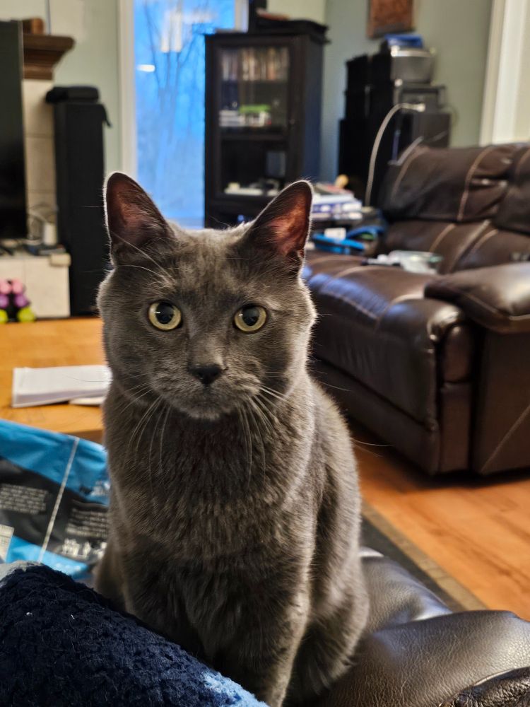 A picture of my grey cat, sitting near my lap and looking somewhat disgruntled.  This photo was taken on a Saturday.