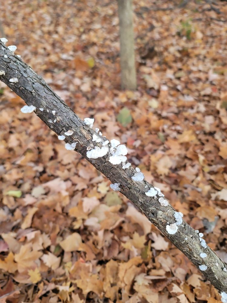 White bracket fungi growing on a dead tree limb with many fallen leaves in the background.