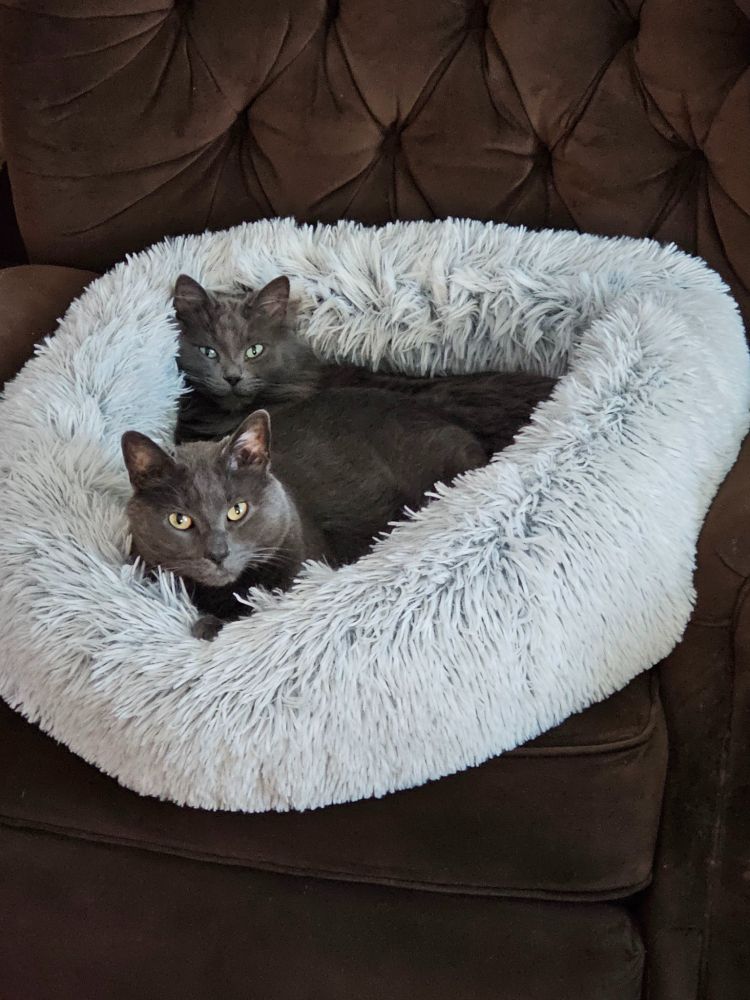 Two grey cats (they are brothers) reluctantly share a large fluffy cat bed placed precariously on a reclining chair.  This is extremely unusual, could be due to the cold.