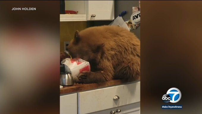 A young, smallish but looking to be very fat bear is entirely on a kitchen counter and has its nose and eyes buried inside some cardboard container with food inside no doubt. It's very cute with bear ears sticking up and the rest, paws holding onto the box of food, so just go with that.