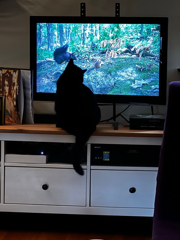 A black cat sitting in front of a tv with squirrels and birds moving across it from a live feed.