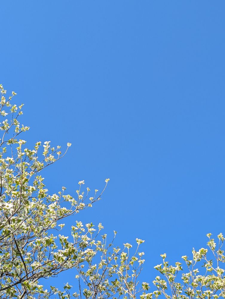 The tops of branches with white blossoms and the beginnings of green leaves in front of a bright blue sky. 