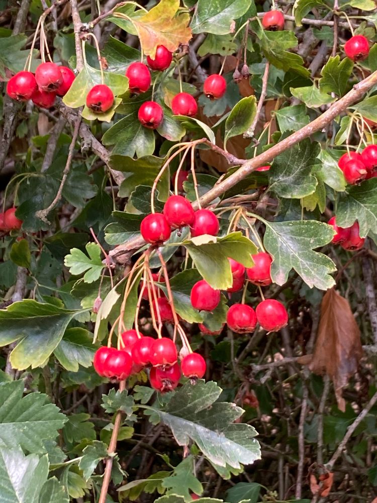 Luscious scarlet hawthorn berries against green leaves and brown stems