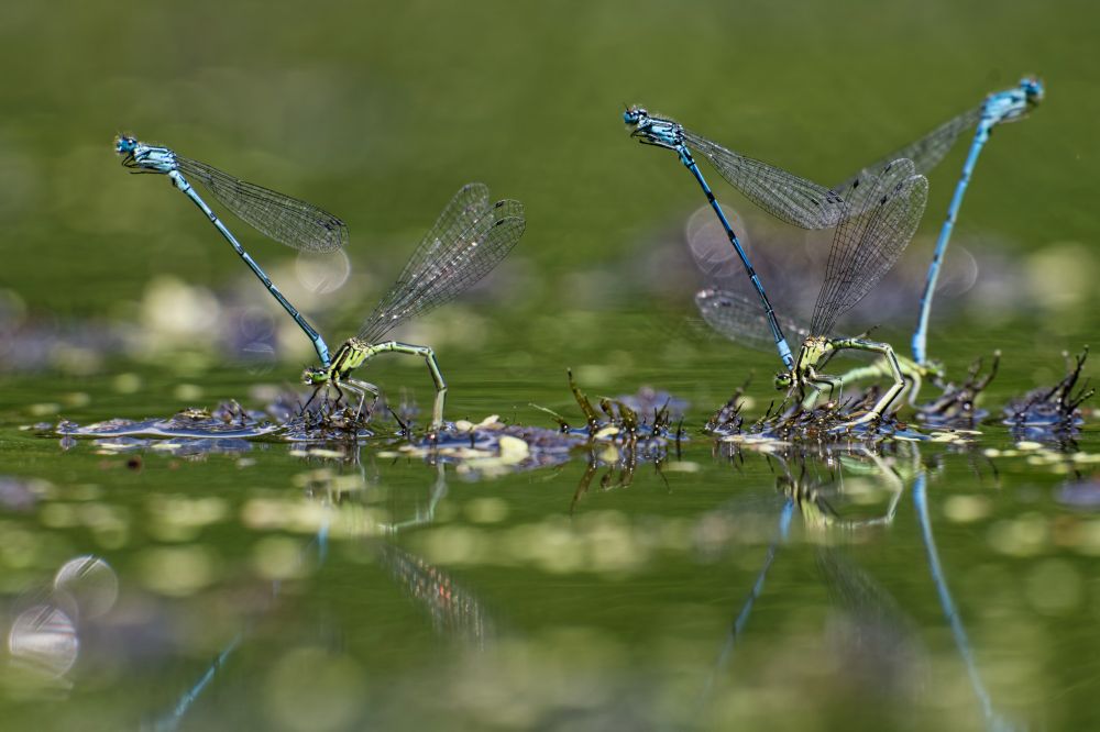 Common Blue Damselfly