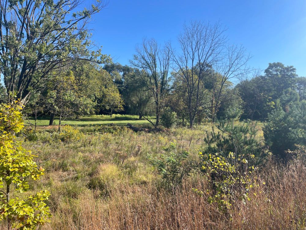 Photo of nature preserve showing wildgrasses, wildflowers, and trees on a beautiful blue-sky day