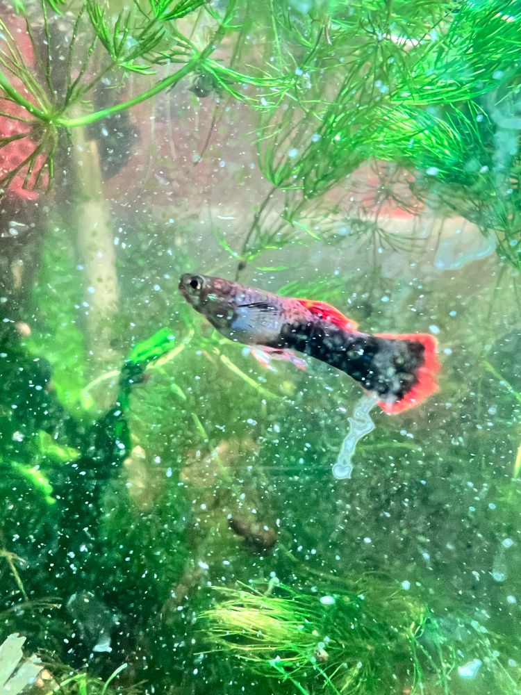 male guppy in a community tank
