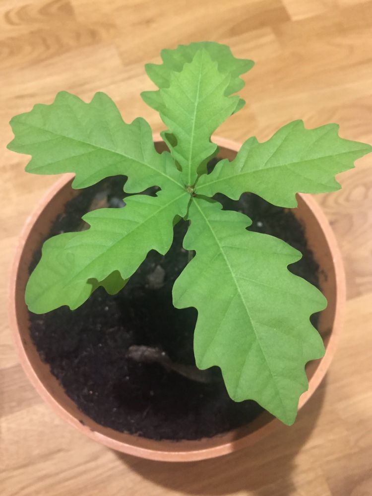 An oak seedling in a pot