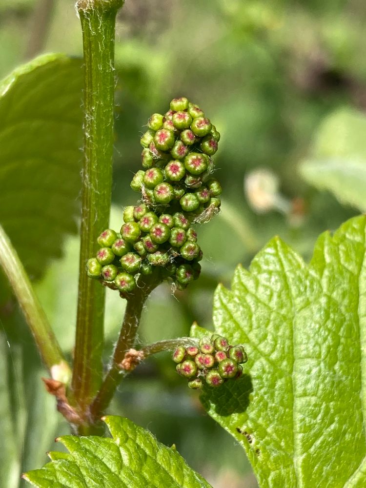 These are Grape Vines just waking up near our woodland