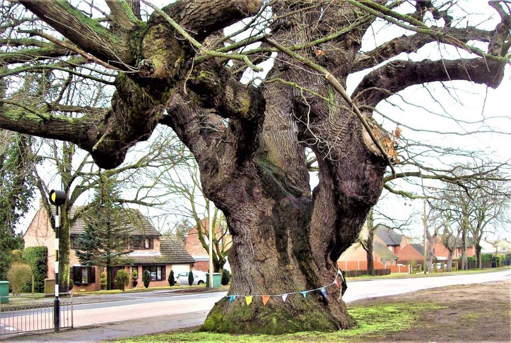 Massive oak tree next to a road