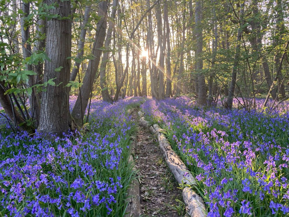 English Bluebell Woodland at sunset
