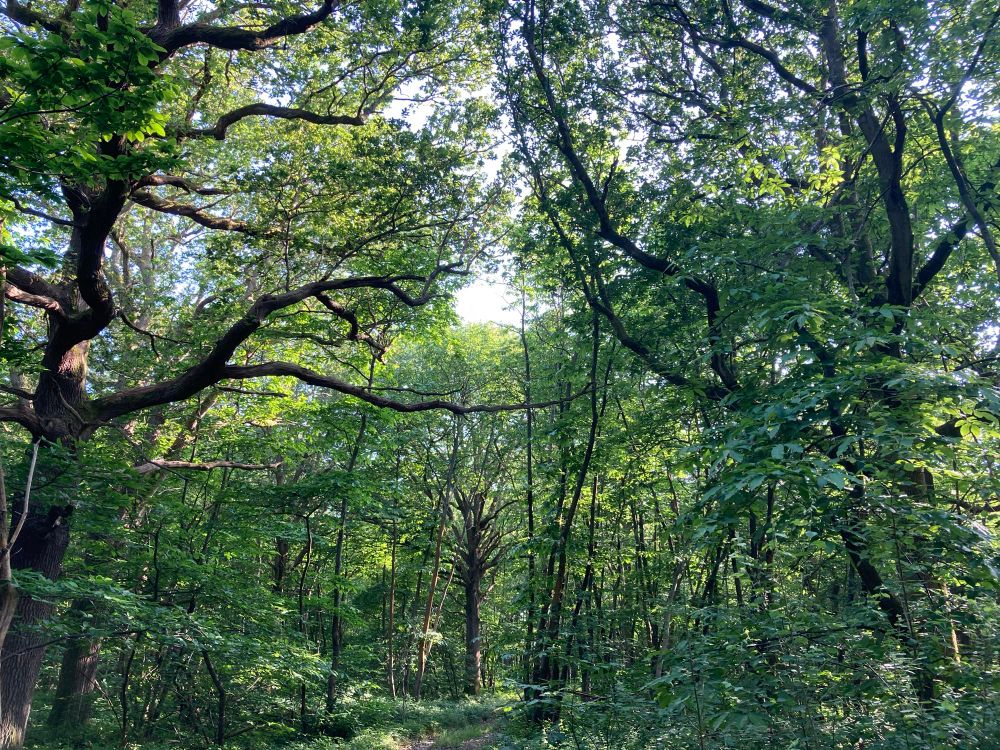 A photo of our woodland 