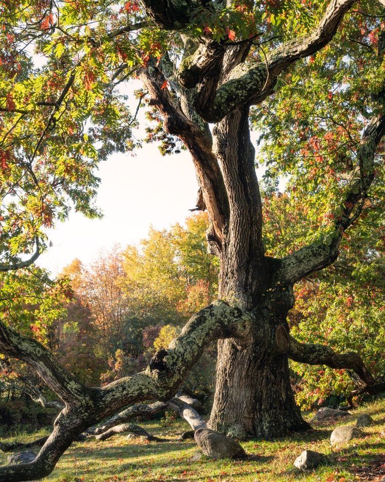 A massive oak tree 