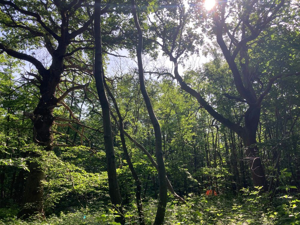 Our woodland and tent