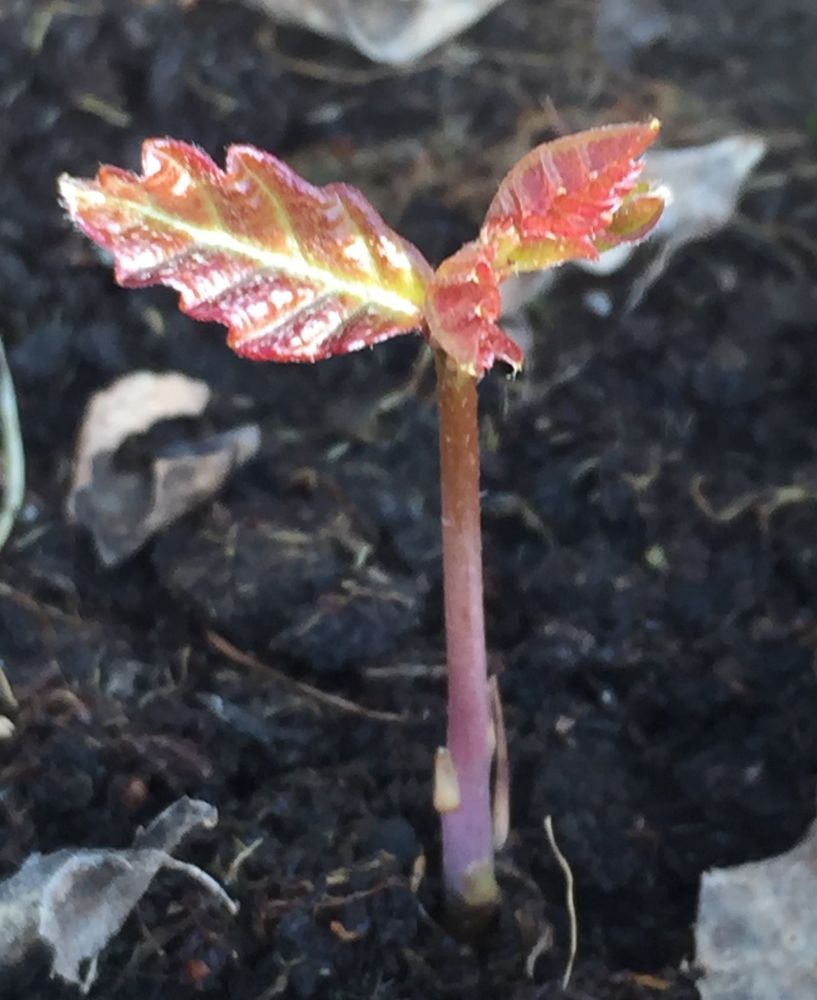 An English Oak seedling