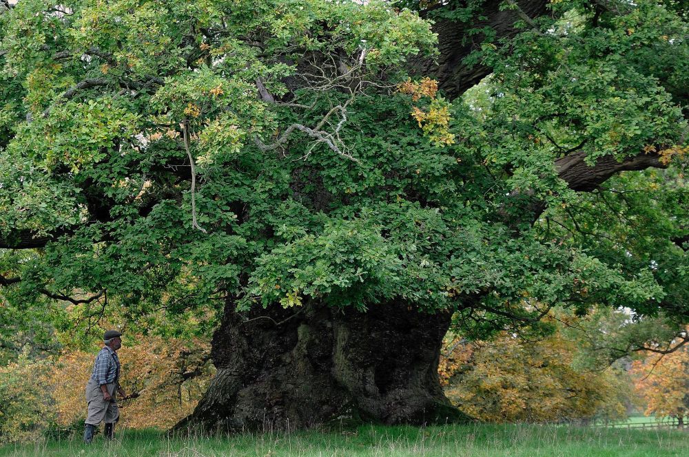 Massive oak tree with a human for scale 
