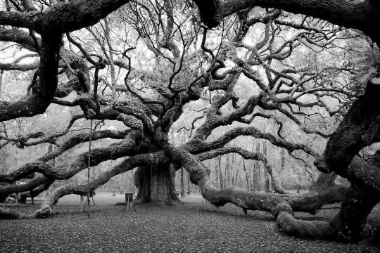 The Angel Oak