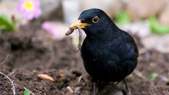 A male Blackbird with a worm