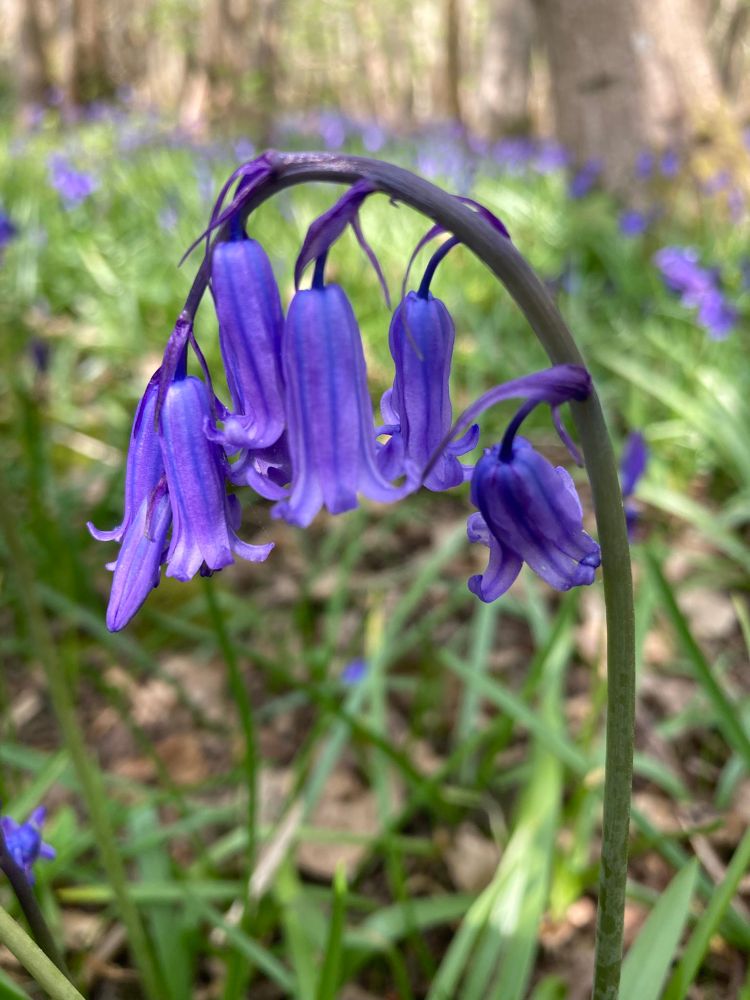 English Bluebell