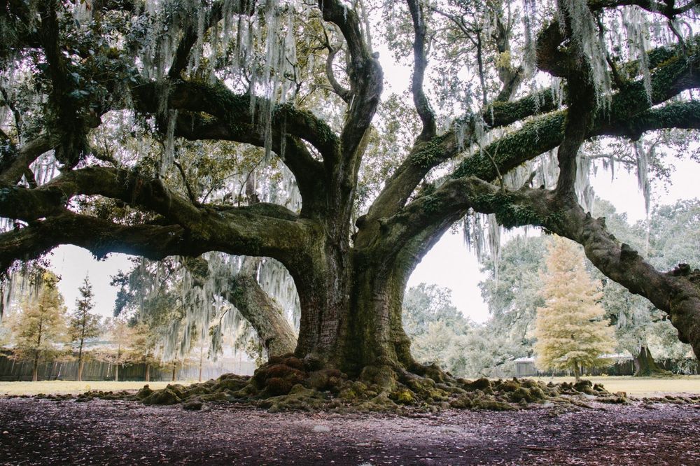Massive oak tree