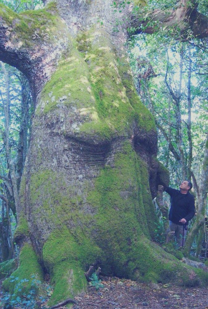 An oak trunk with features that make it look like a massive sleeping head 