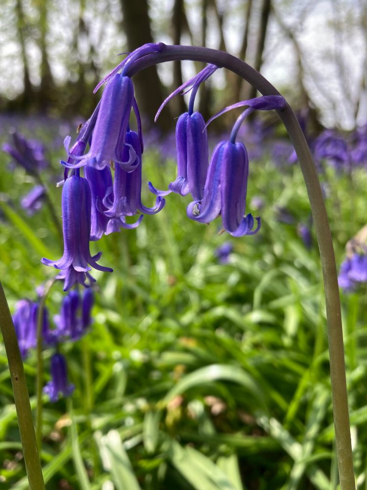 English Bluebell