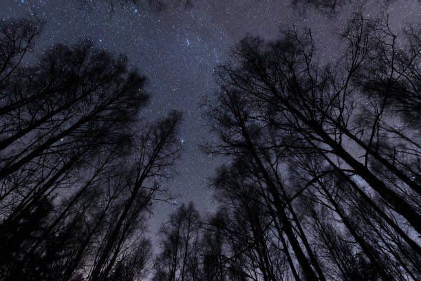 Pine trees with a night sky full of stars