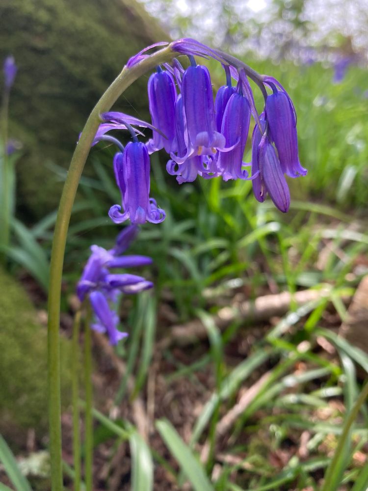English Bluebell
