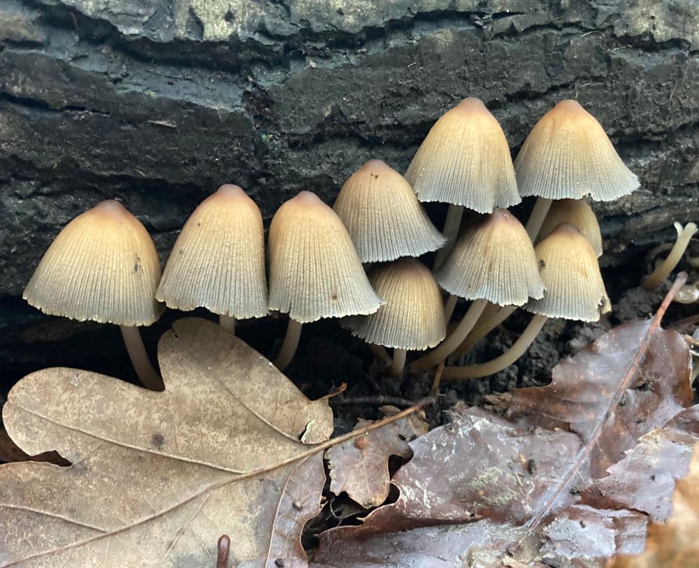 Woodland fungi under a fallen log