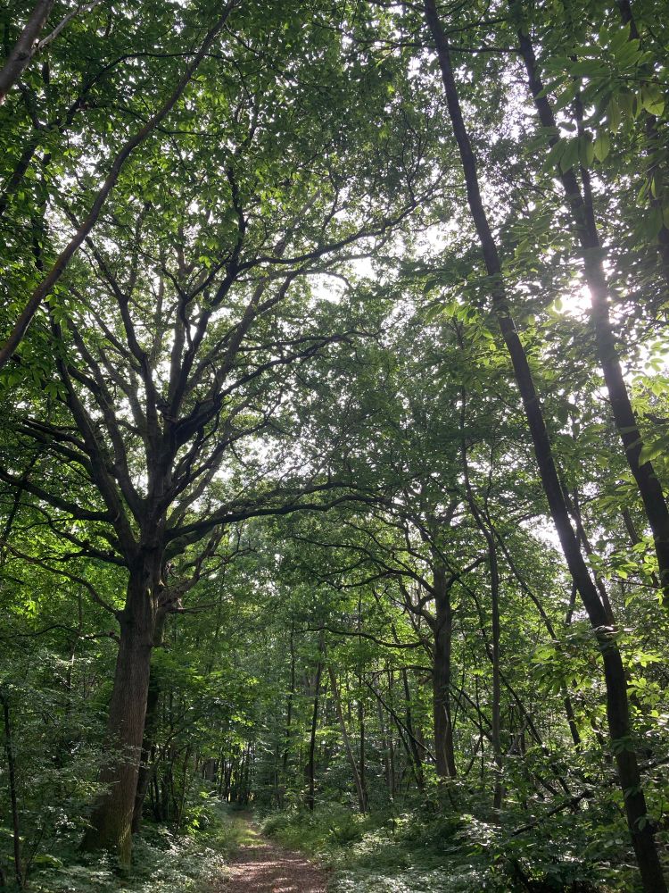 Our woodland