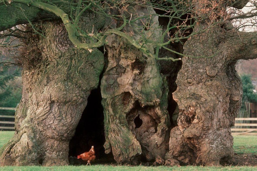 Massive oak trunk with a red chicken standing in front