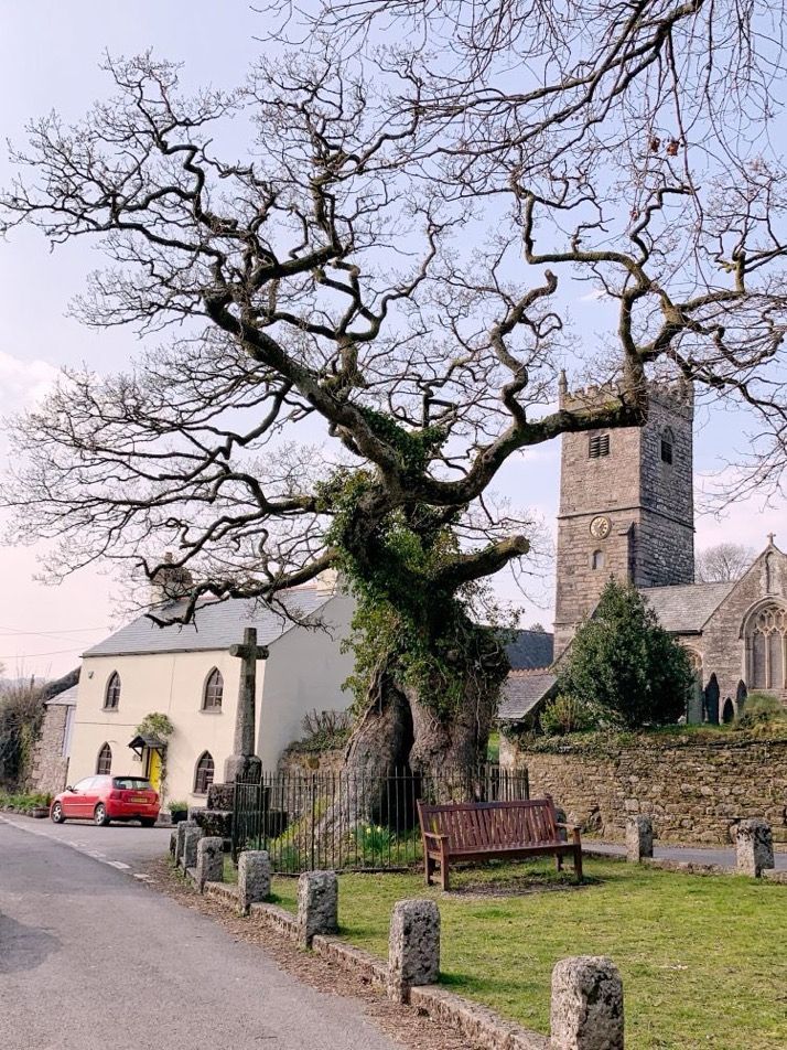 Massive English oak on the village green next to the pub and church 