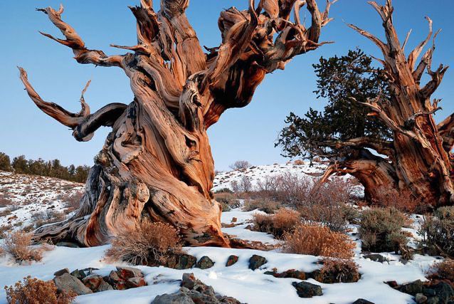 The Great Basin Bristlecone Pines of California