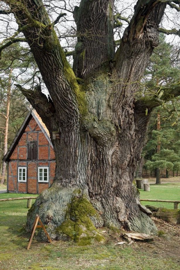 Massive oak tree trunk with a house behind