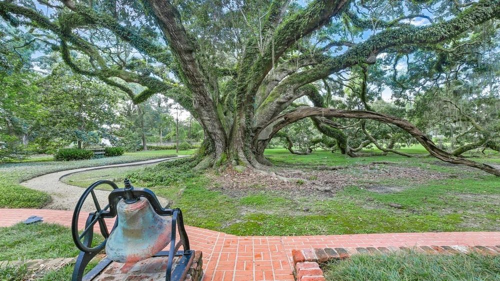 Massive oak tree looking like an octopus 