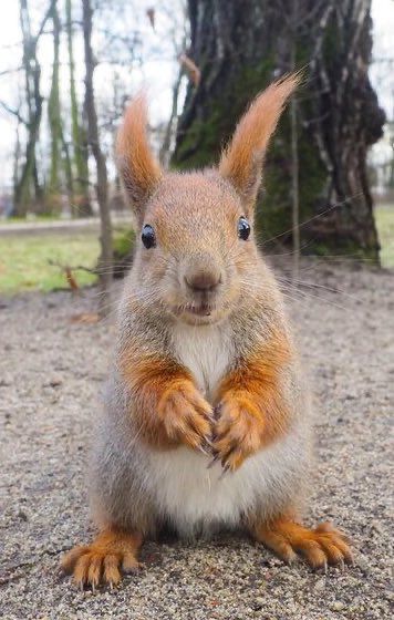 A red squirrel facing the camera 