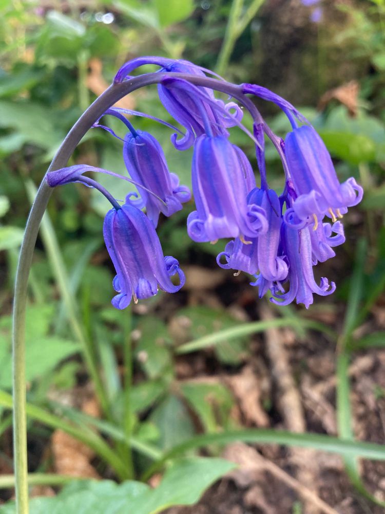 English Bluebell