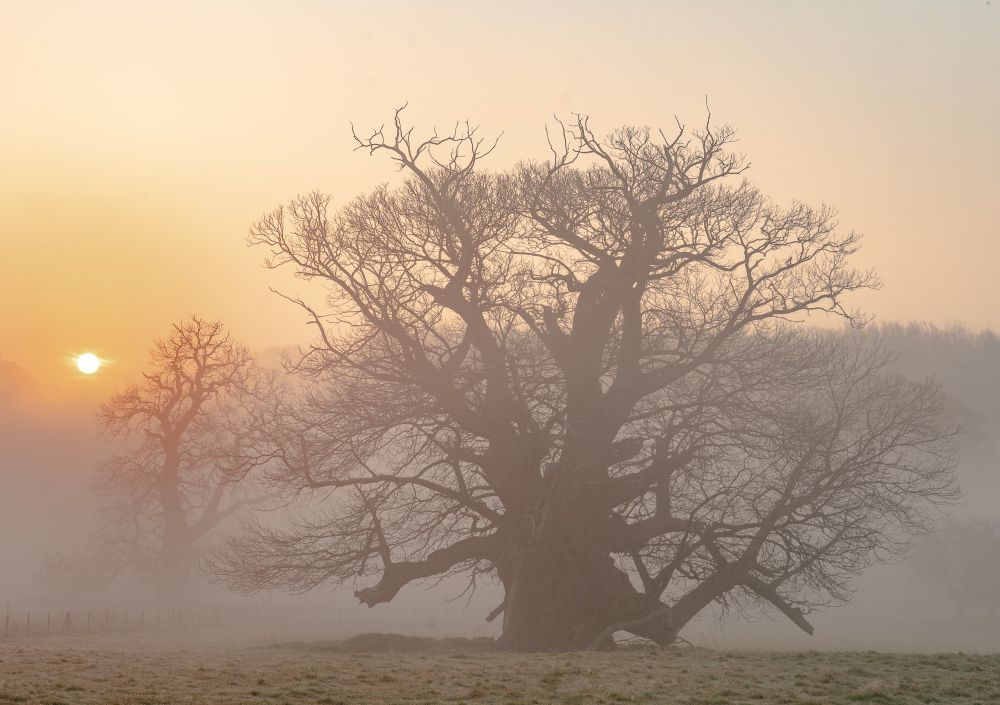 Ancient Sweet Chestnut trees on a misty morning