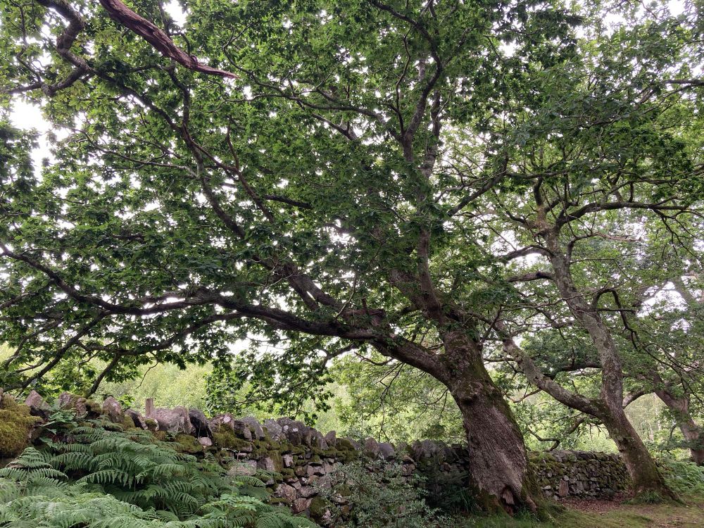 Two leaning oak trees 