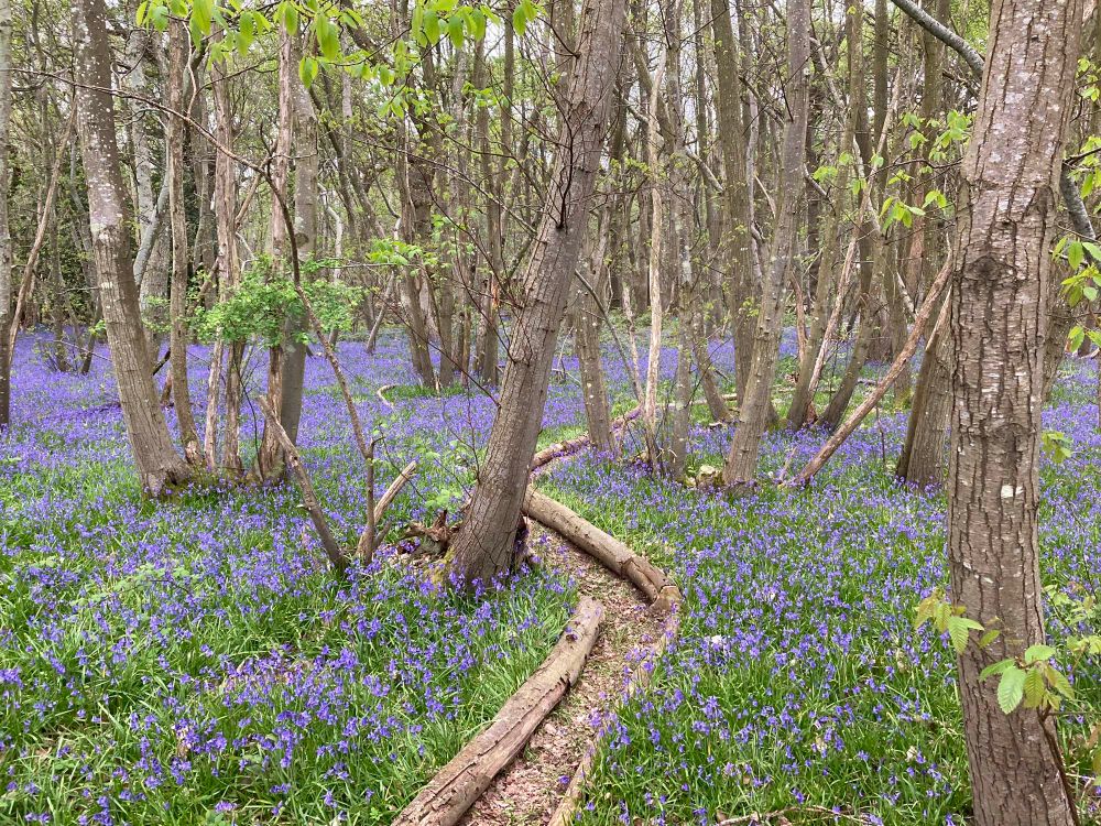English Bluebells