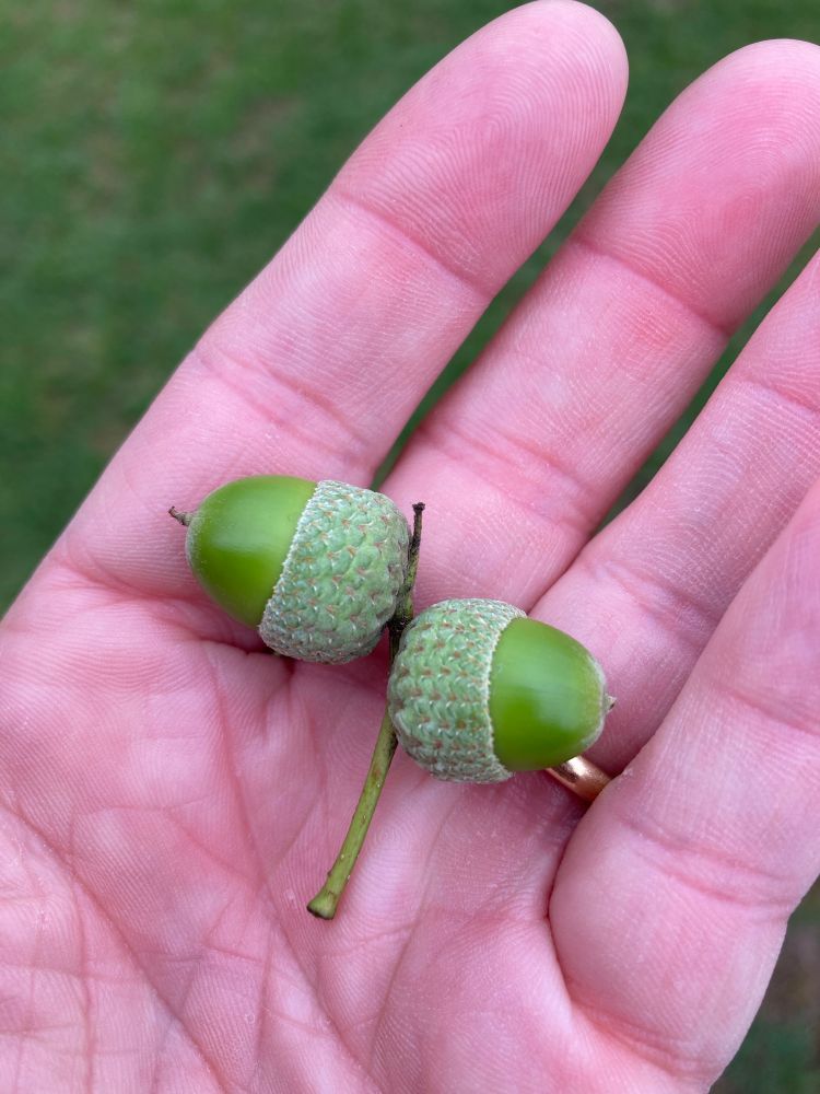 Two acorns 
