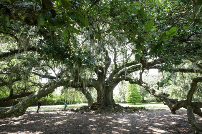 A Southern Live oak with massive branches spreading 