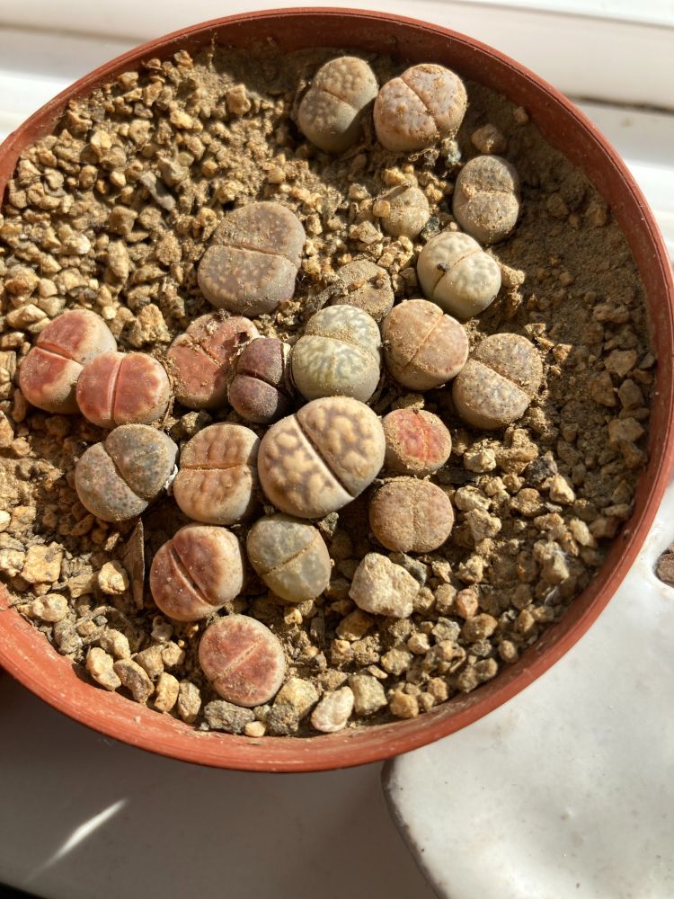 Plastic nursery pot containing about 20 lithops less than 1 cm across, these are beige, gray and pink plants shaped like tiny butts.  They are planted in 1-2mm decomposed granite. 