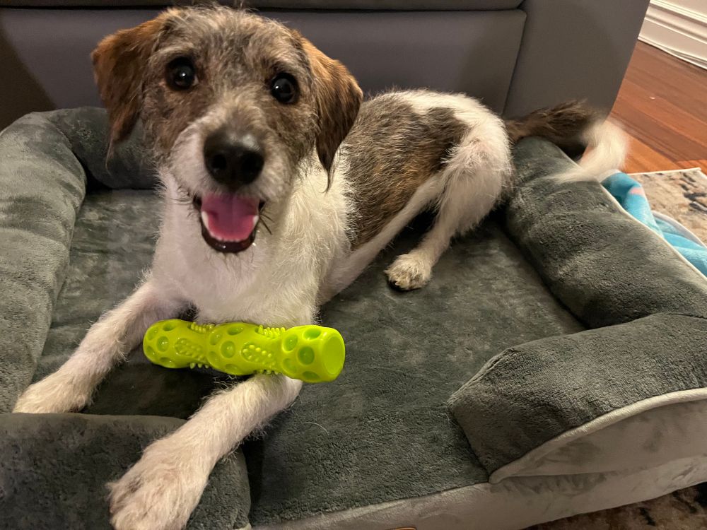 1 year old Obi in a medium dog bed smiling 