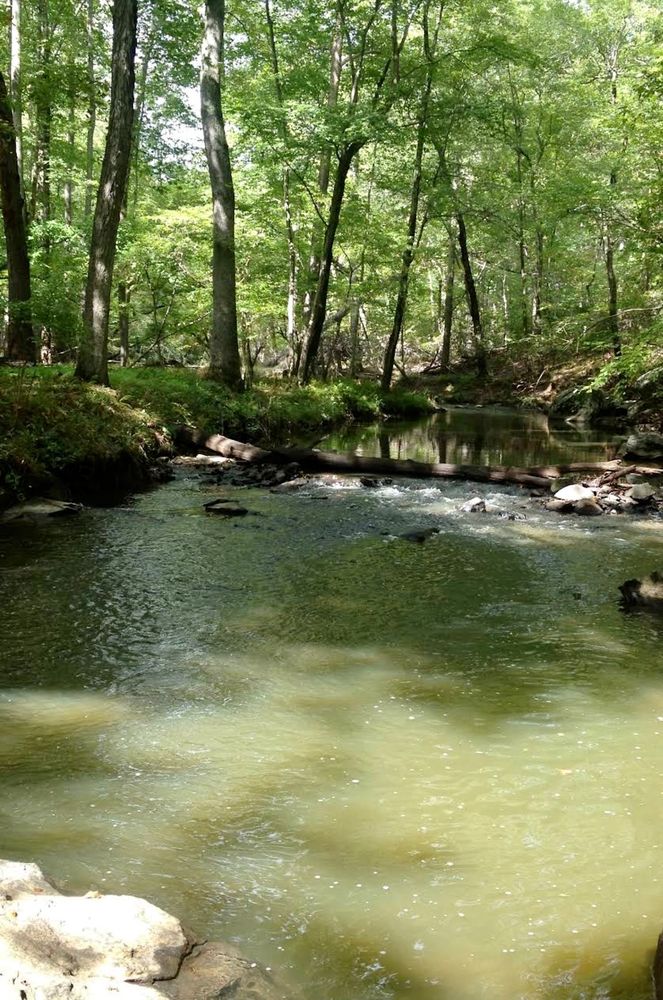 Green summer trees making this creek look cool and refreshing. 