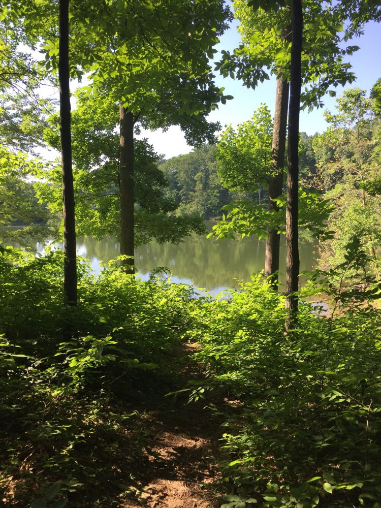 A lake reflecting green summer trees surrounding it. 2016 Maryland.