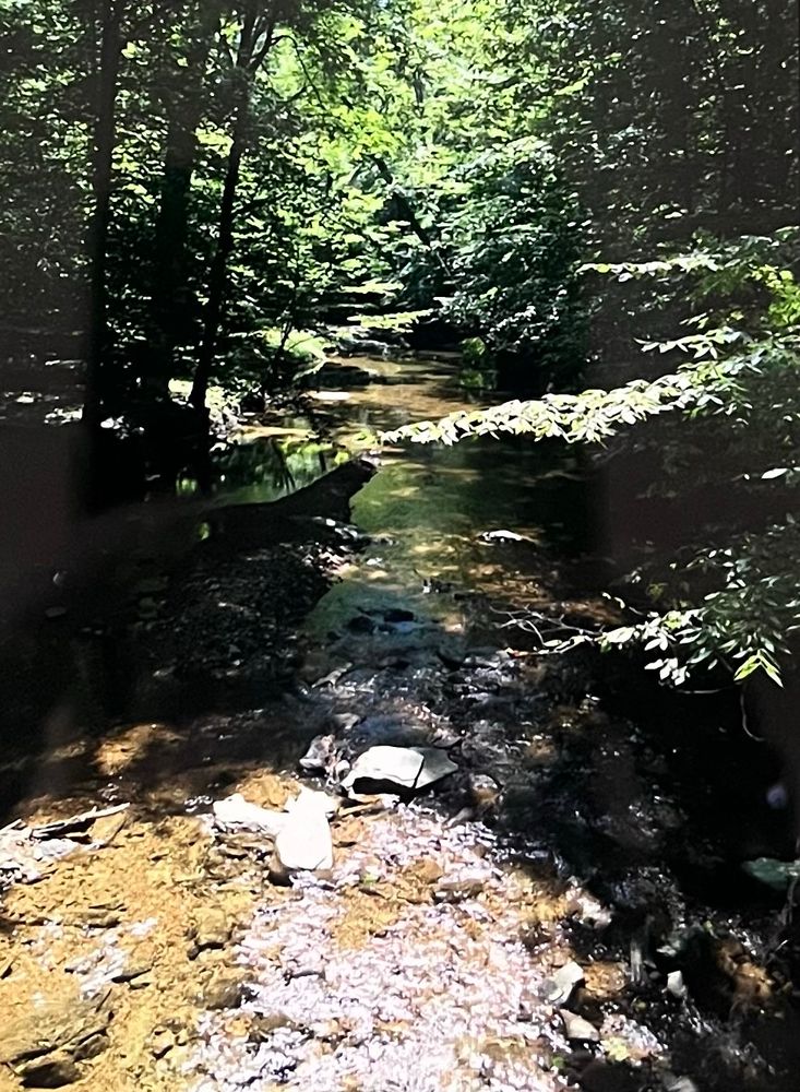 A little creek running through summer trees. Maryland.