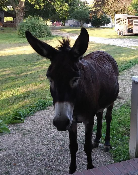 older dark brown donkey