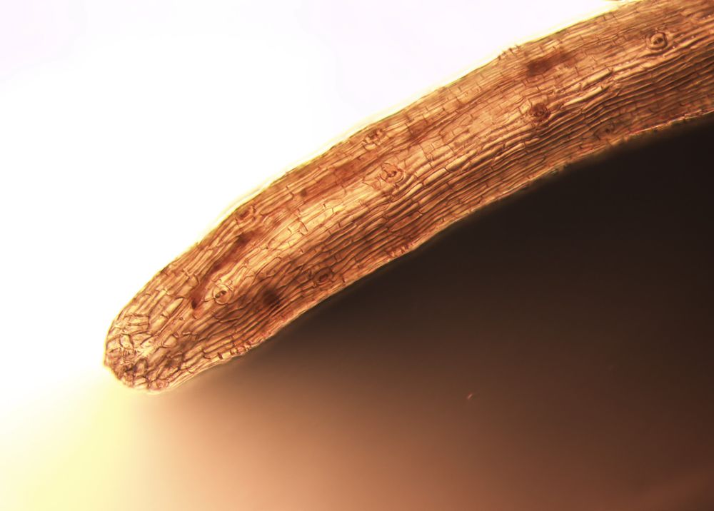Z-stack photo of an Anthoceros agrestis sporophyte with stomata all along the structure.