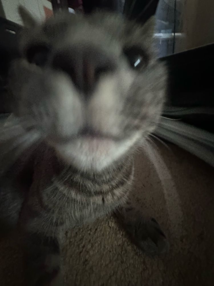 dumbass can’t stop sniff snorfing