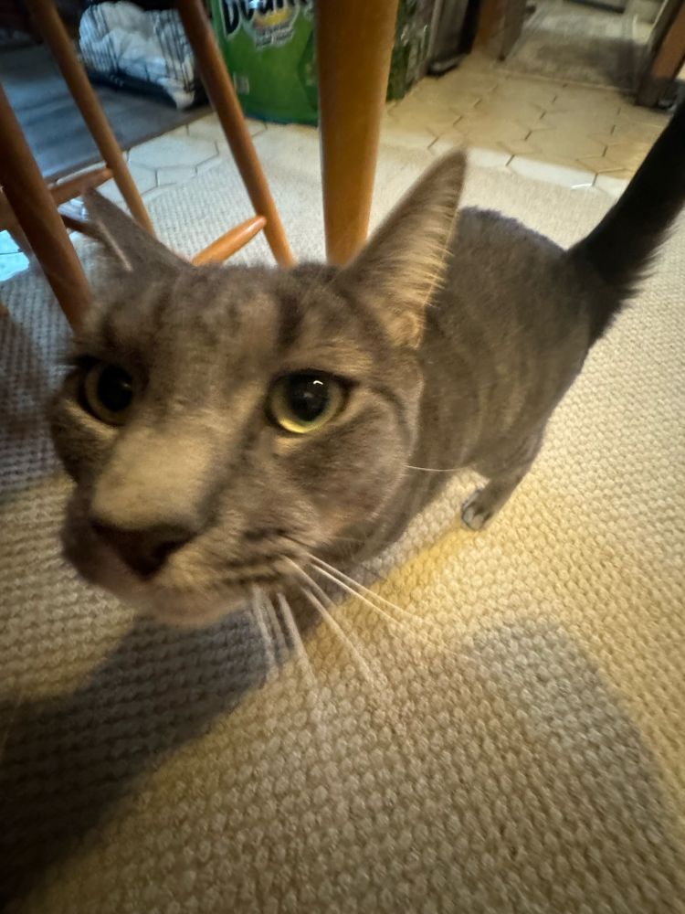 The perfect specimen. The rounded head. The feeble body. The balance of white and black. The simulacrum. The undulating mass. Perfection has been reached. 